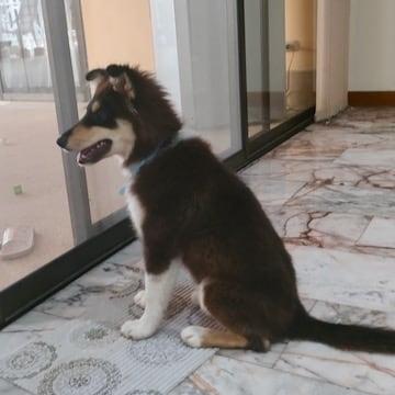 LASSIE New Puppy Coaching