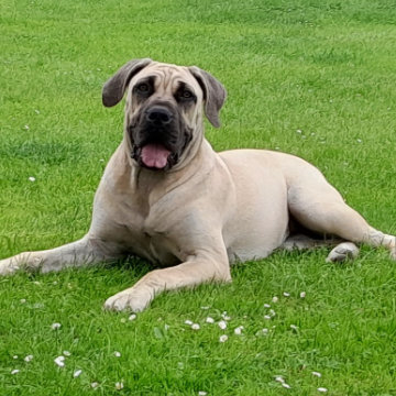 BUBBLES New Puppy Coaching